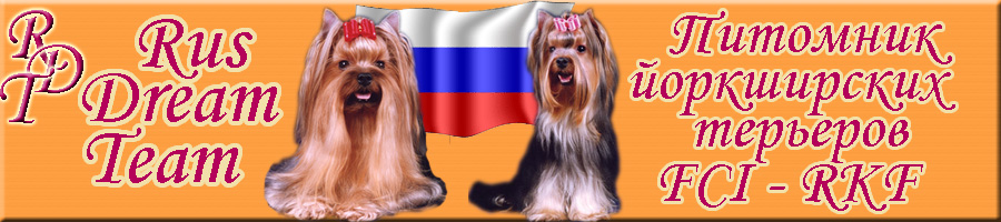 ВХОД на сайт питомника йоркширских терьеров 'Rus Dream Team'
